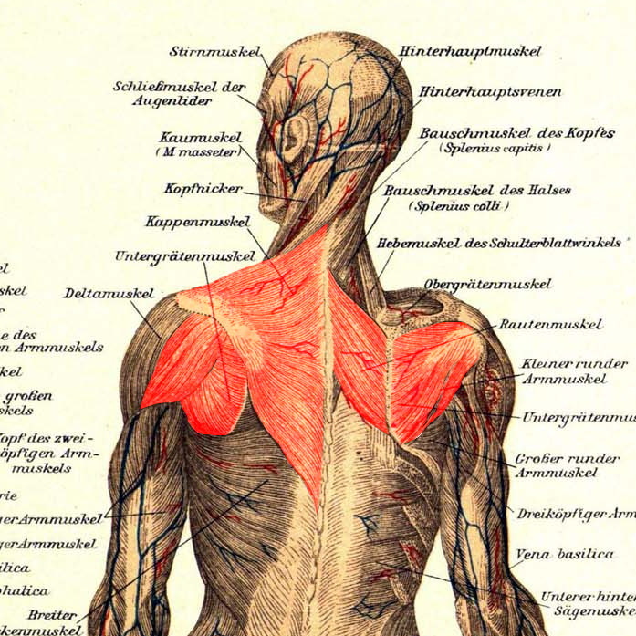 Hintere Deltas, Trapezius, Rautenmuskel, Untergrätenmuskel, Kleiner Rundmuskel